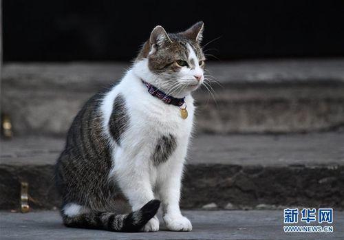 资料图:英国"第一猫"拉里.