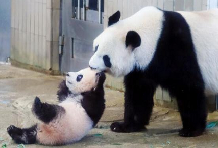 熊猫香香首亮相令日本疯狂 园方盼带来23亿