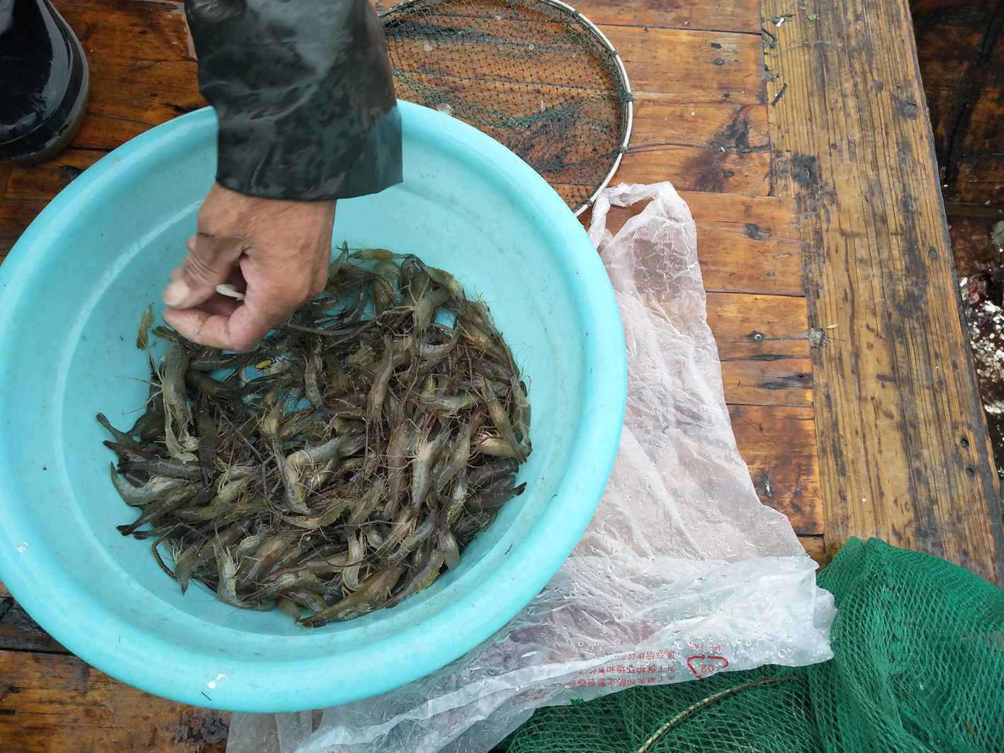 青虾.青虾青虾(又称河虾)无疑是湖区经济价值最高的水产之一.