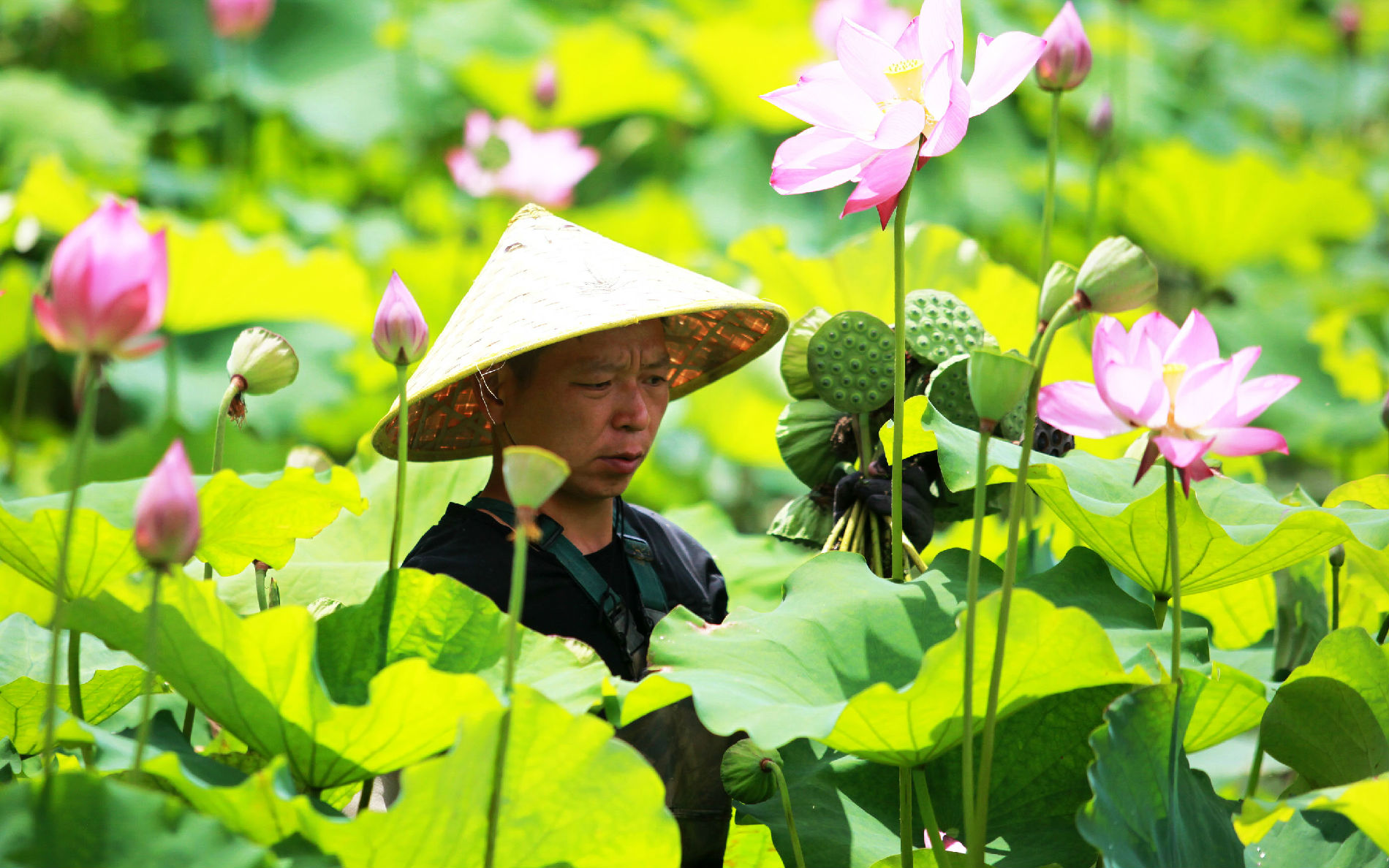 又到莲蓬采摘时
